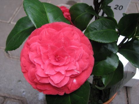 Camellia "auguste delfosse"