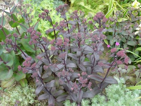 Sedum "chocolate"