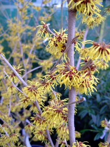 Hamamelis intermedia "westerstede" - vilín prostřední