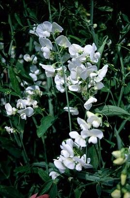 Lathyrus latifolius "white pearl" - hrachor širokolistý bílý