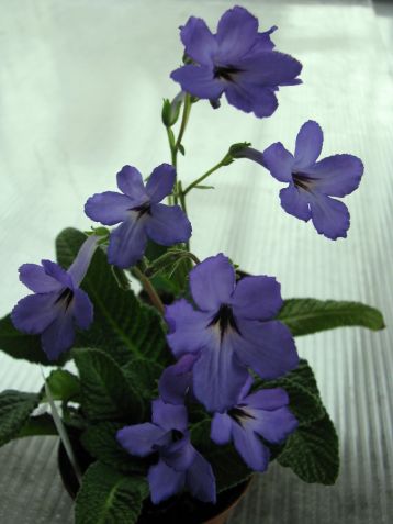 Streptocarpus "haru no mizu"