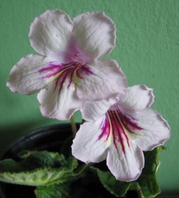 Streptocarpus "junona"