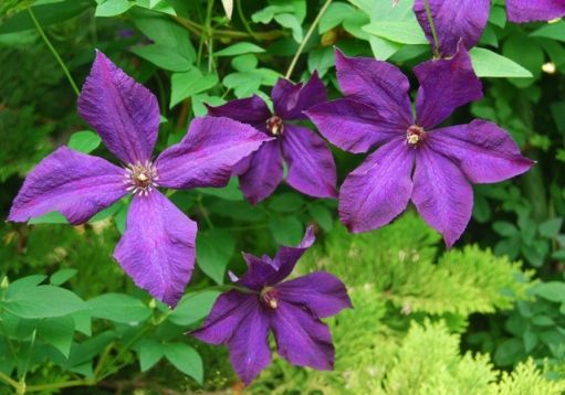 Clematis "polish spirit"