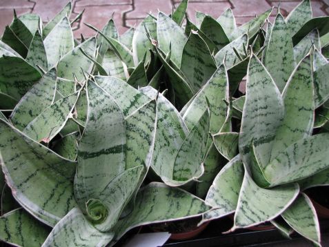 Sansevieria dwarf "grey star"