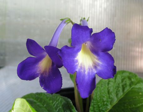 Streptocarpus "peterhof"