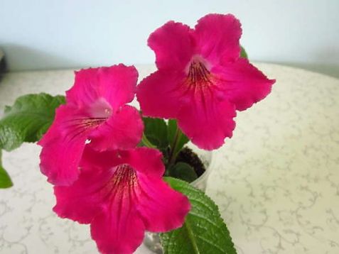 Streptocarpus "valentine"