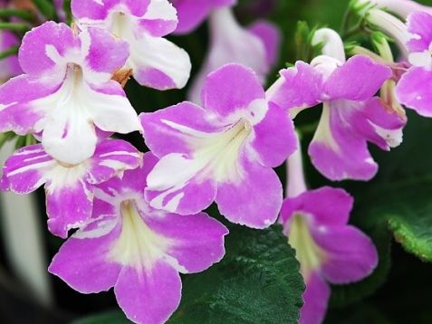 Streptocarpus "bristol´s party animal"