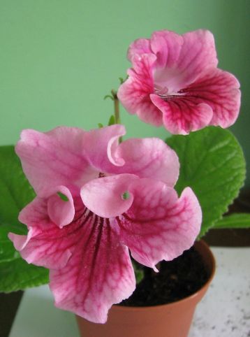 Streptocarpus "kristina"