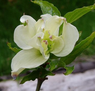 Cornus florida "alba plena" - dřín květnatý