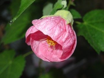 Abutilon - pokojová lipka, javor, růžovo-lososový
