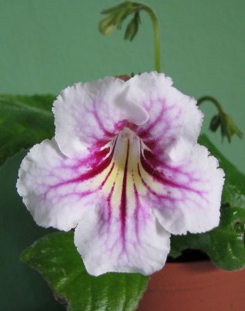 Streptocarpus "smooched"