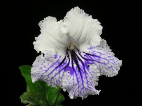 Streptocarpus "filip"