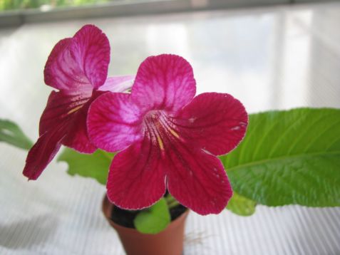 Streptocarpus "hope"