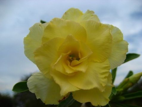 Adenium obesum "golden yellow" - pouštní růže