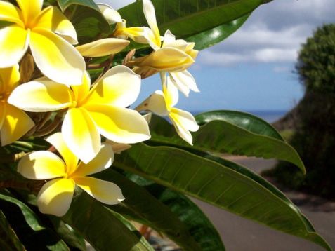Plumeria "banana"