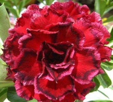 Adenium obesum "7th paradise" - pouštní růže