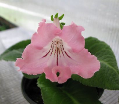 Streptocarpus "larisa"