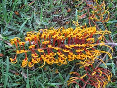 Grevillea robusta - doubek, silky oak, hellohello