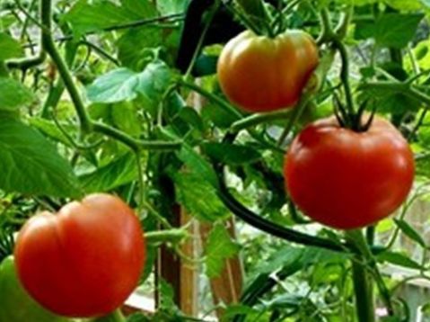 Tomato "sibirskij skorospelij"