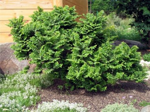 Ulmus "madame jacqueline hillier"s"