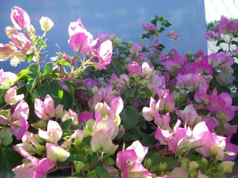 Bougainvillea "yanil´s delight" - bugenvilea