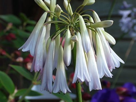 Agapanthus "crystal drop"