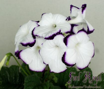 streptocarpus " ford royal"