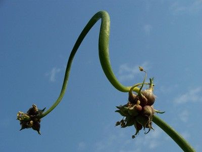 allium cepa viviparum "moritz" - egyptian walking onion red