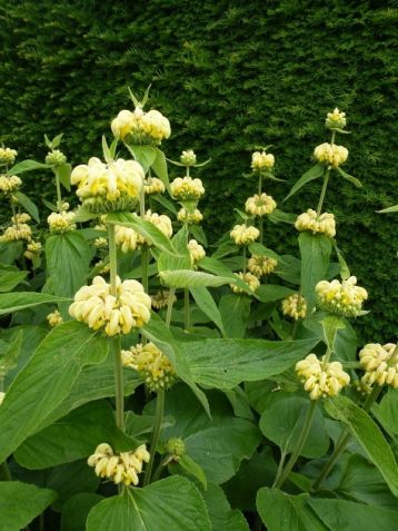 Phlomis russeliana