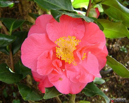 camellia "dr.king" - kamélie