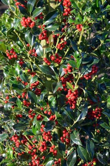 ilex aquifolium "pyramidalis" - cesmína