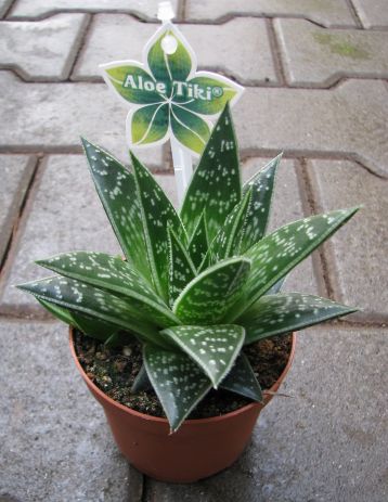 aloe "tiki tahi"