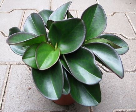 peperomia clussifolia "red margin" - pepřinec