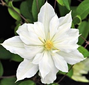 clematis "halina noll"