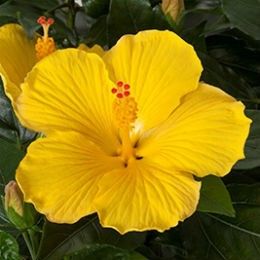 Hibiscus sinensis "starlet"