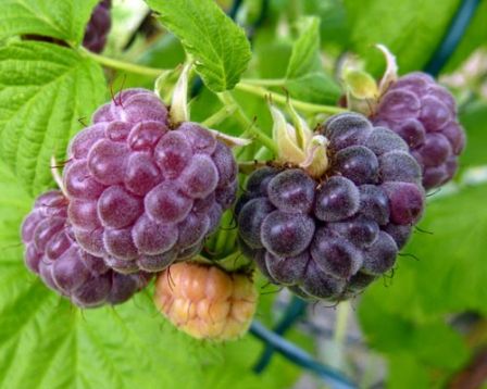 rubus "glen coe" - malinoostružina