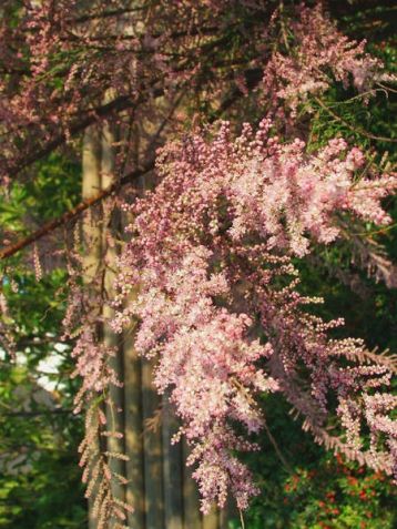 tamarix ramosissima "sapho" - tamaryšek