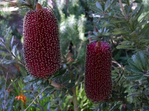 banksia praemorsa