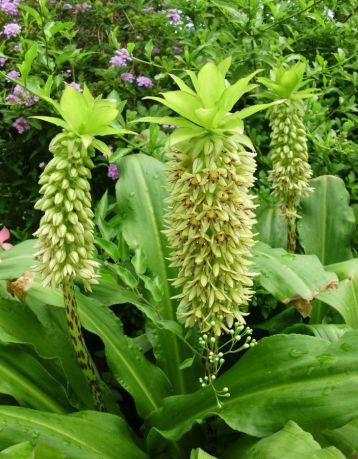 eucomis autumnalis bicolor