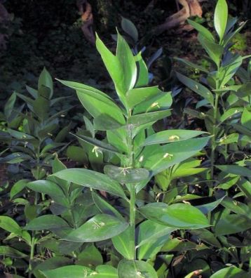 ruscus hypoglossum - ruscus israel