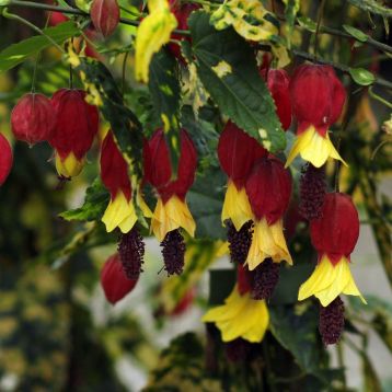 abutilon megapotamicum variegata