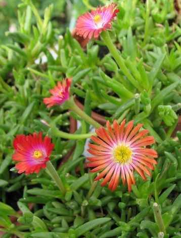 delospermum " sunny boys"