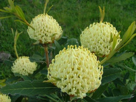 telopea " shady lady yellow "