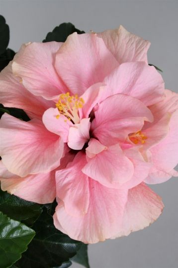 Hibiscus sin. "sunshiners®" pink