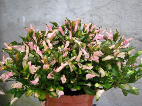 alternanthera red - rose