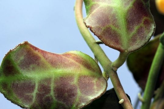 hoya waymaniae (long leaf)