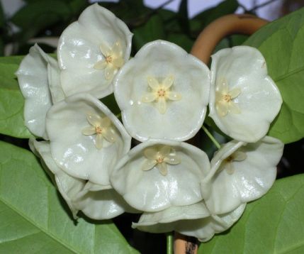 Hoya danumensis