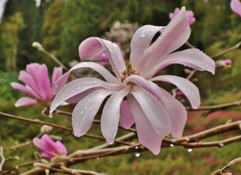 magnolia loebneri "raspberry fun"