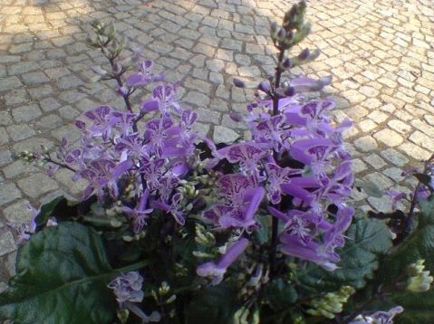 plectranthus "mona purple" - plektrantus , molice
