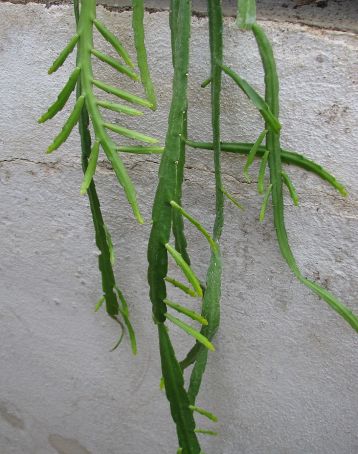 lepismium bolivianum